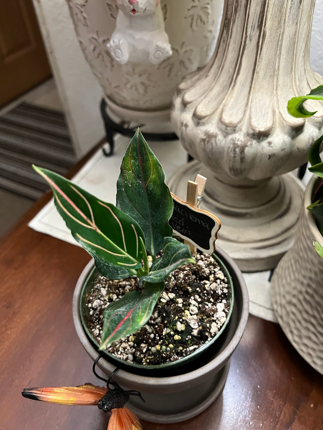 Customer photo review of Philodendron 'White Princess'