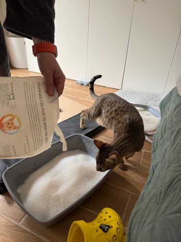 Customer photo review of 3 Month Supply - 3 Cat