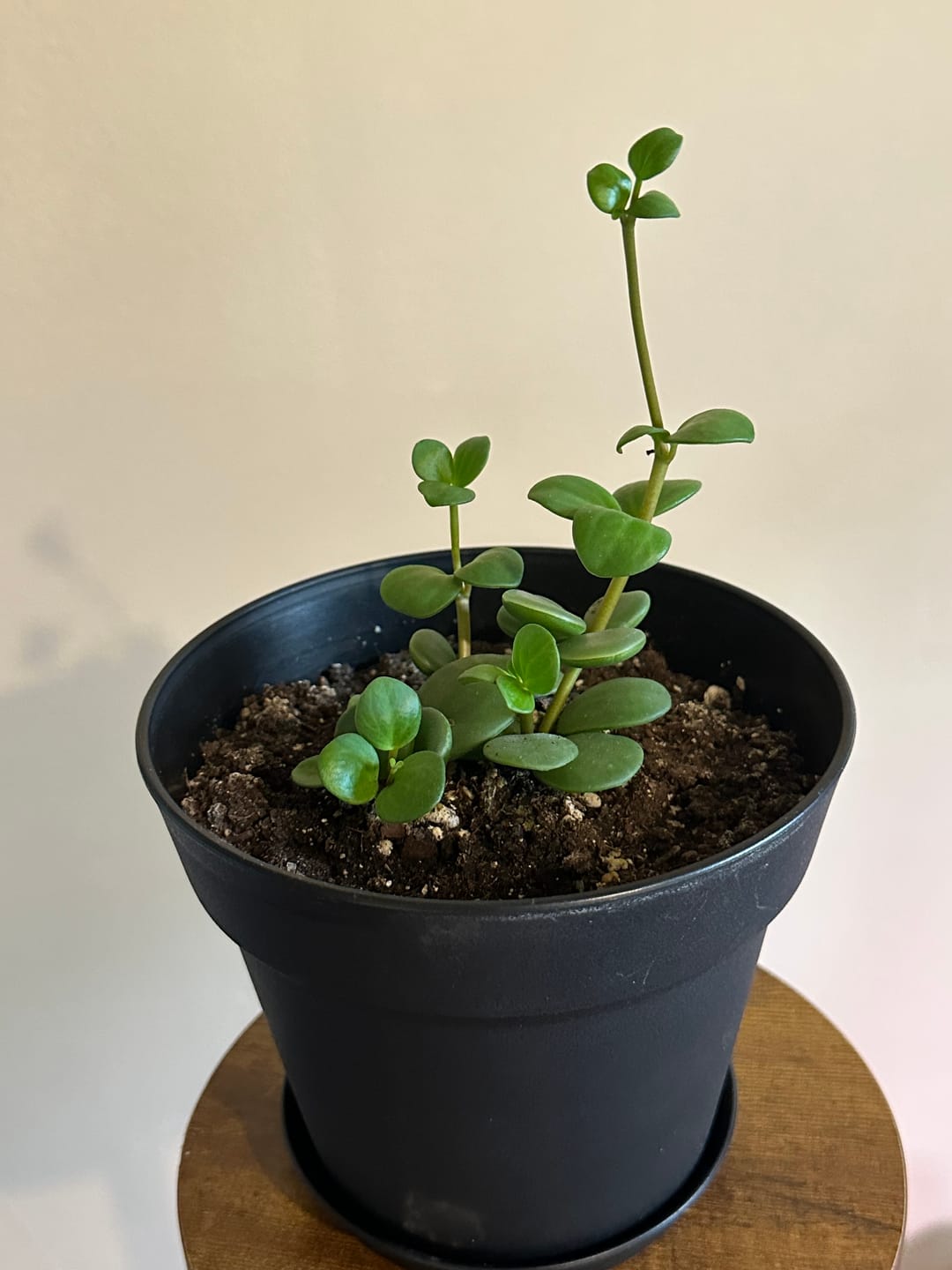 Customer photo review of Peperomia 'Hope'