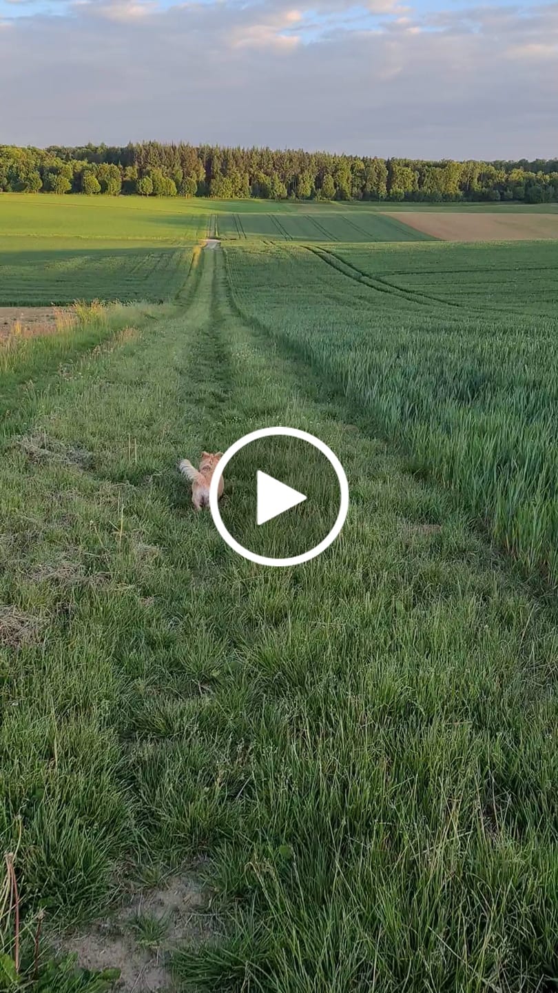 Customer video review of Allergietest Basic Hund
