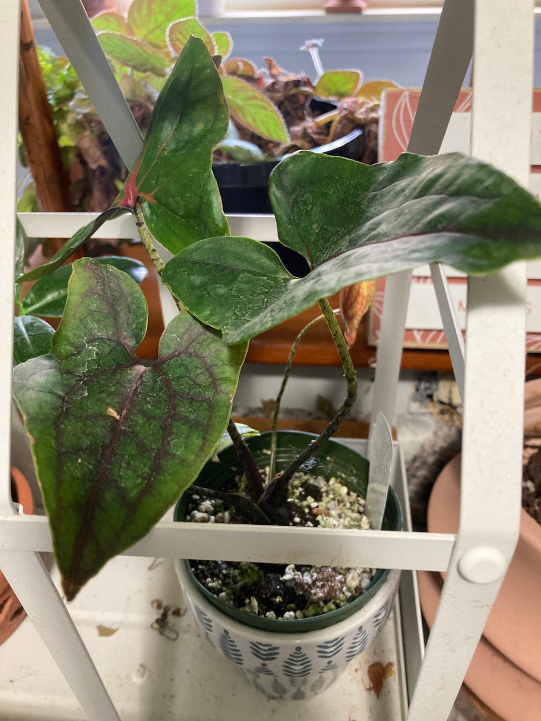 Customer photo review of Cyrtosperma johnstonii