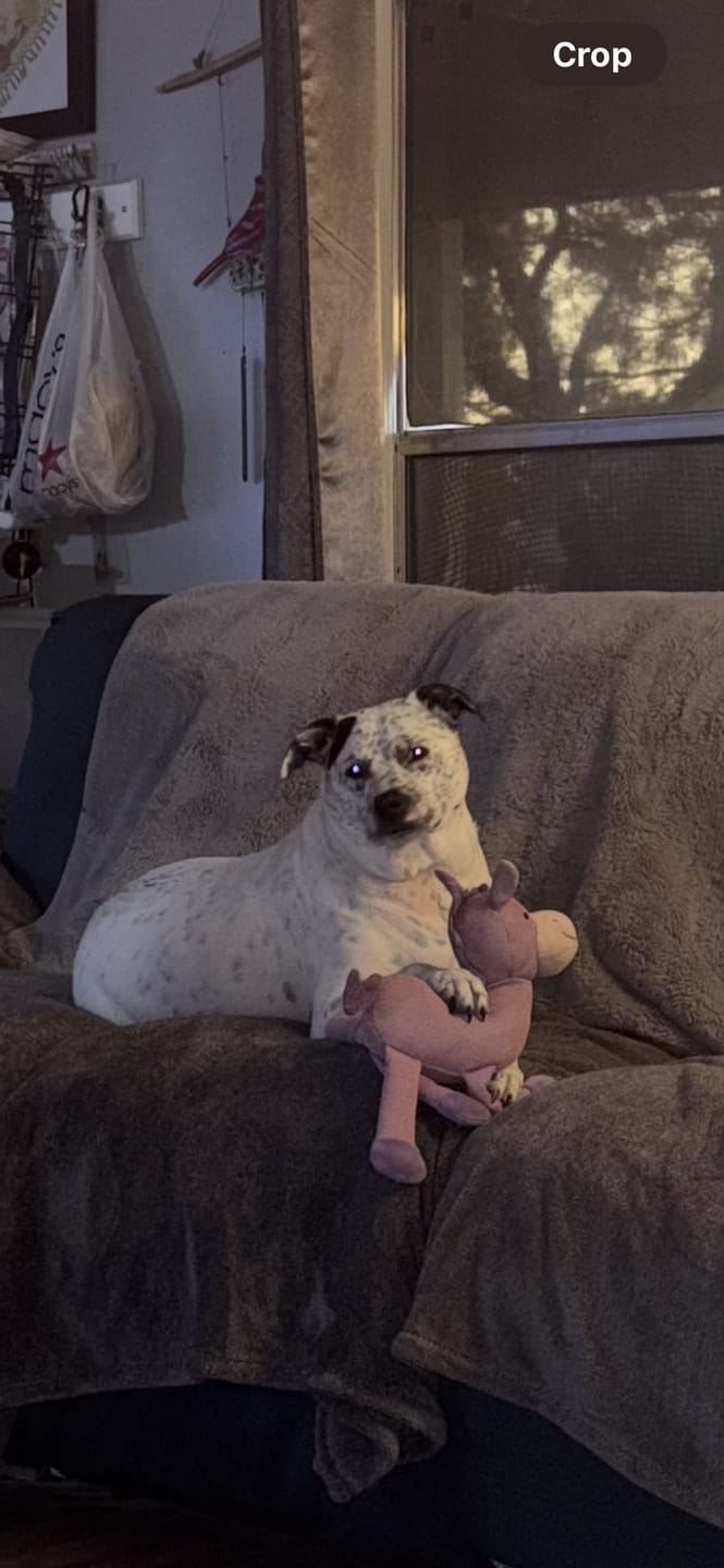 Customer photo review of FurLife™ - Flea & Tick Defense Chews for Dogs
