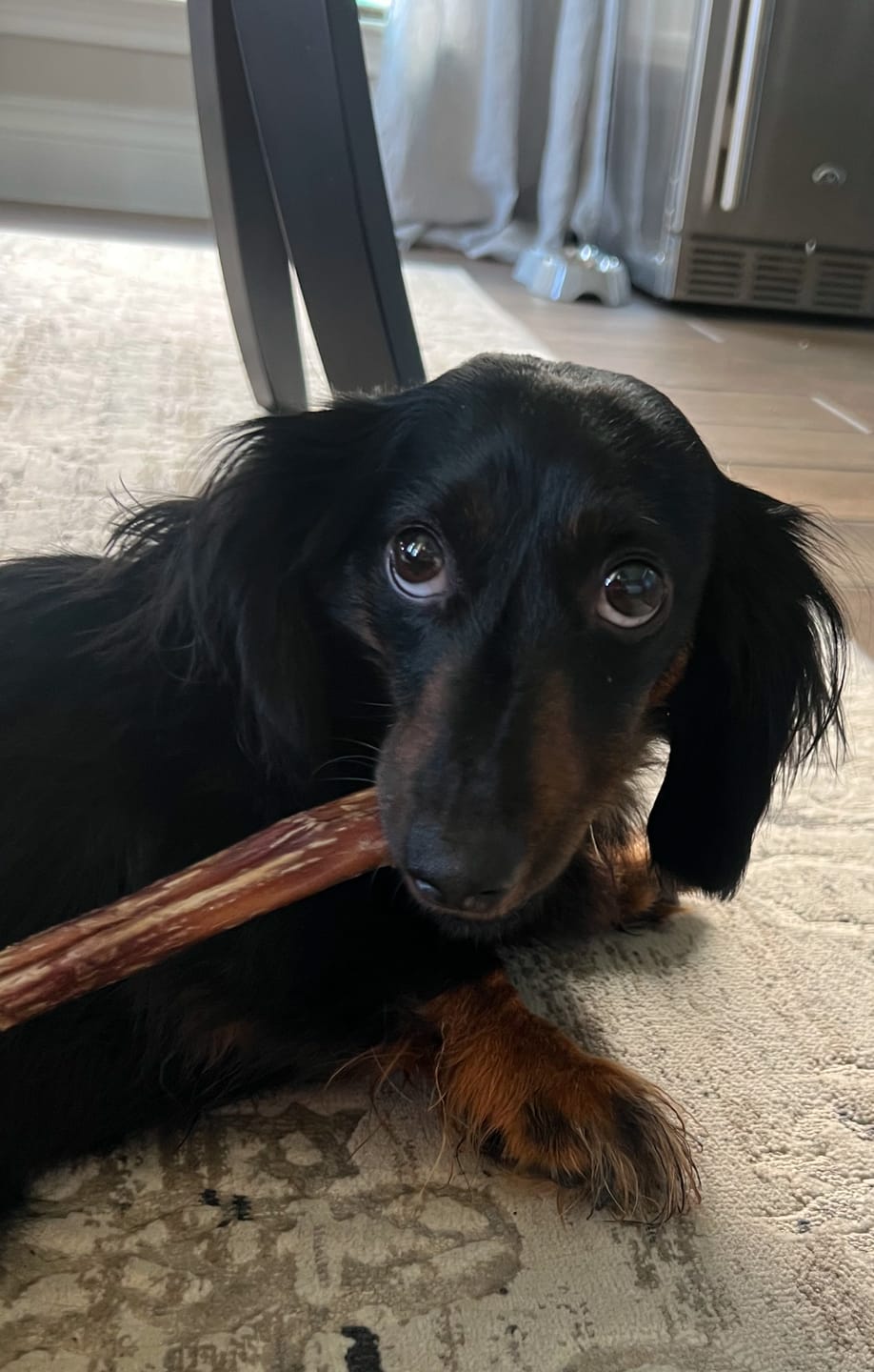 Customer photo review of 6-Inch Standard Bully Sticks