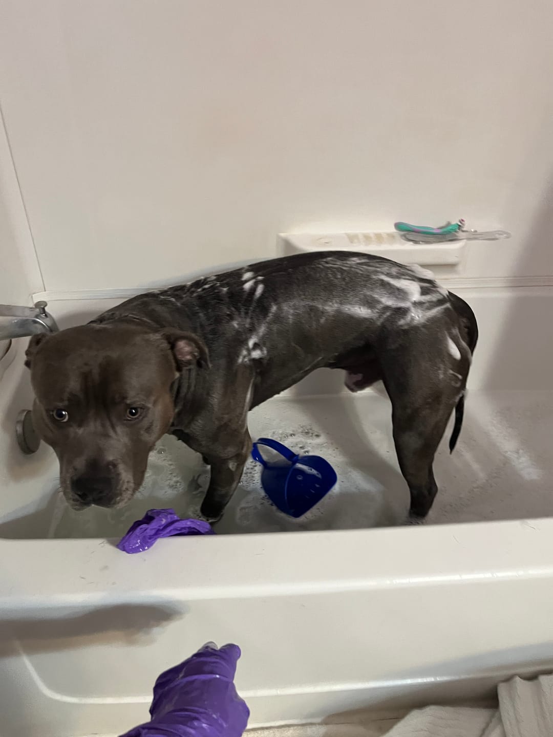 Customer photo review of Biodegradable Poop Bags With Handle - Black