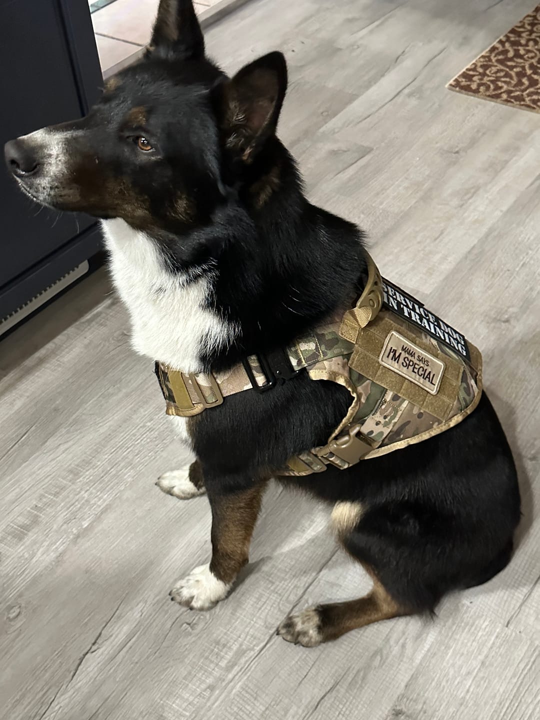 Customer photo review of Hook & Loop Patch Variety Bundle For Harness (Pack of 12)