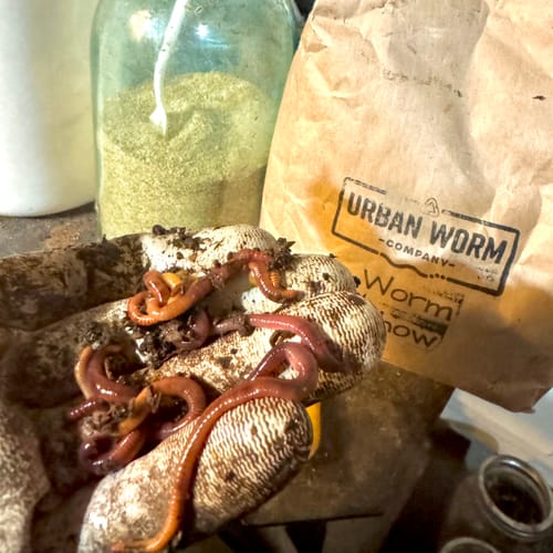 Customer photo review of Urban Worm Chow