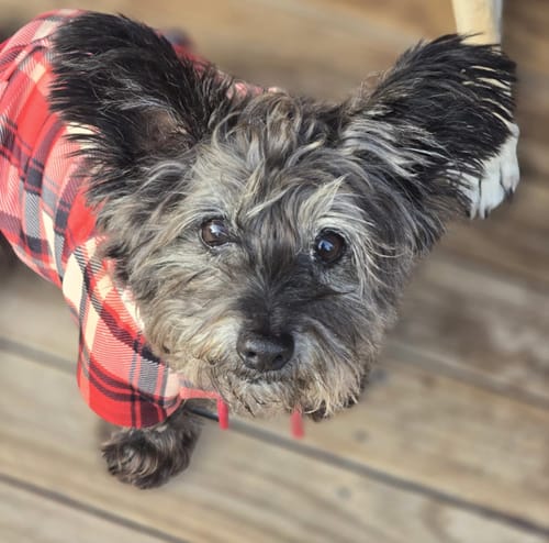 Customer photo review of Red Plaid Dog Hoodie