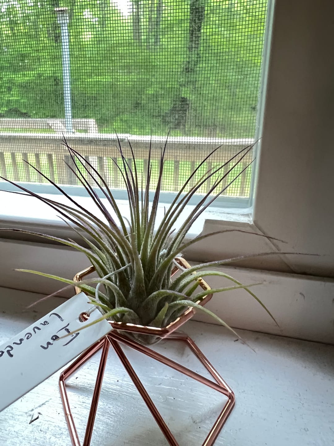 Customer photo review of Ionantha Lavender