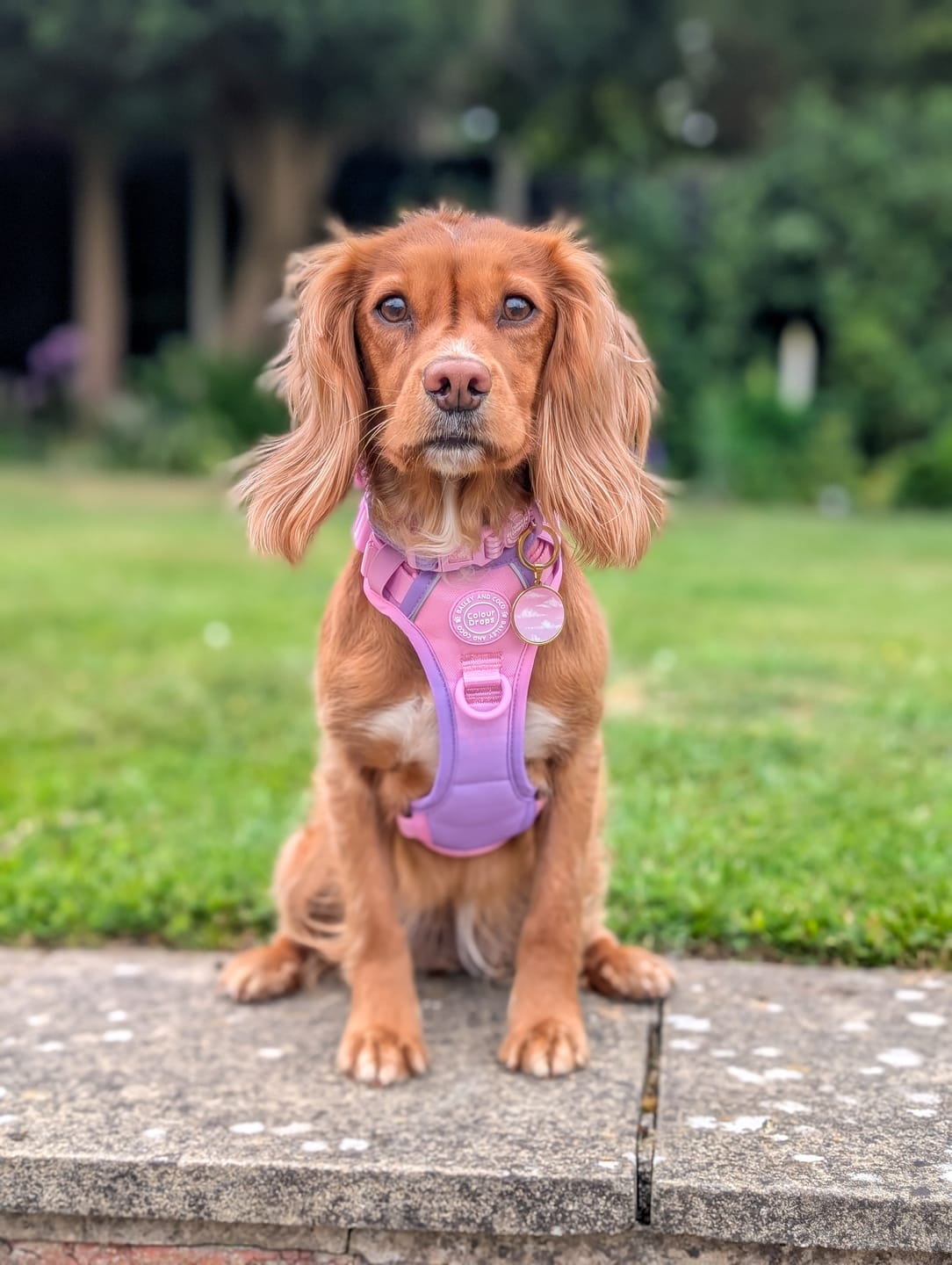 Customer photo review of Trail & Glow Dog Harness - COLOUR DROPS® - Love that for you