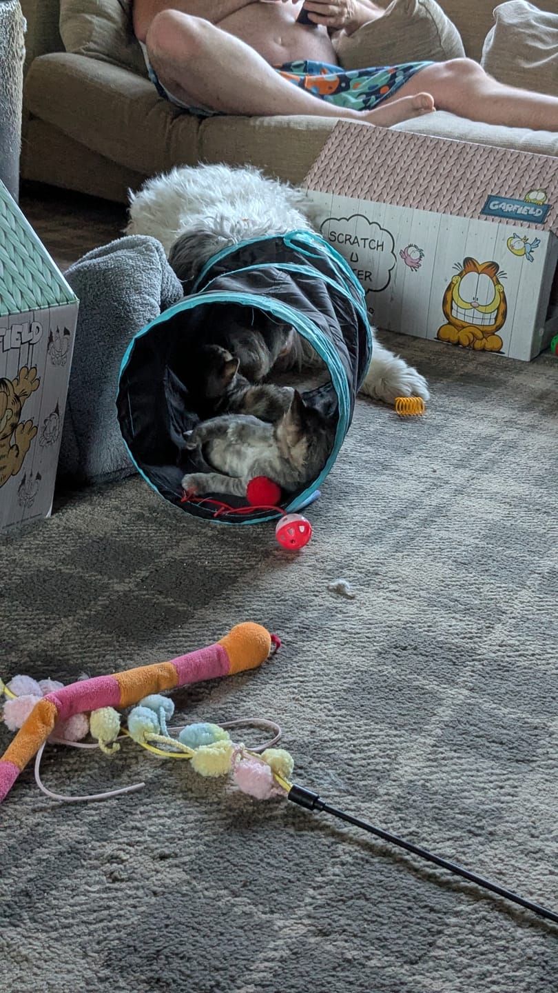 Customer photo review of Whisker Wonders Toy Bundle