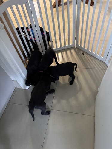 Customer photo review of PaWz Freestanding Wooden Pet Gate Door 3/4 Panels