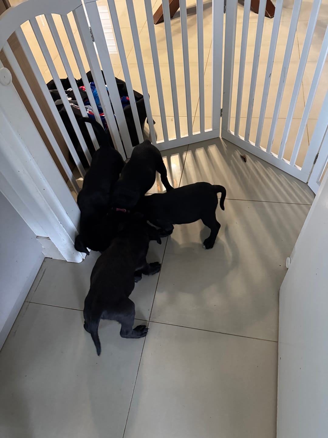 Customer photo review of PaWz Freestanding Wooden Pet Gate Door 3/4 Panels