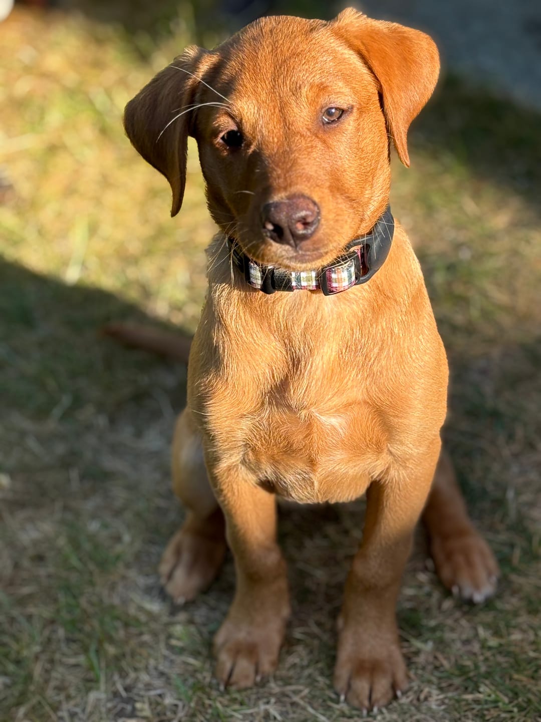 Customer photo review of Collar - Plaid Pup