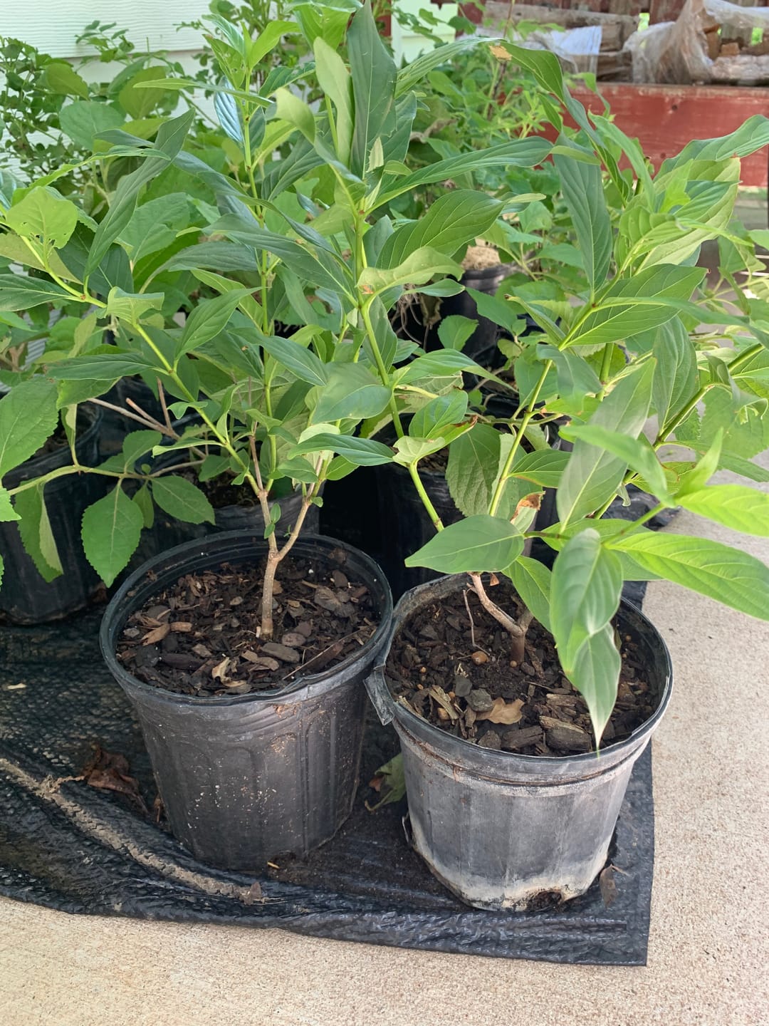 Customer photo review of Buttonbush