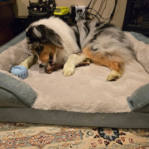 Customer photo review of Medium Ostrich Cane (10" x 3"): The Long-Lasting, Flavor-Packed Chew for Medium & Large Dogs