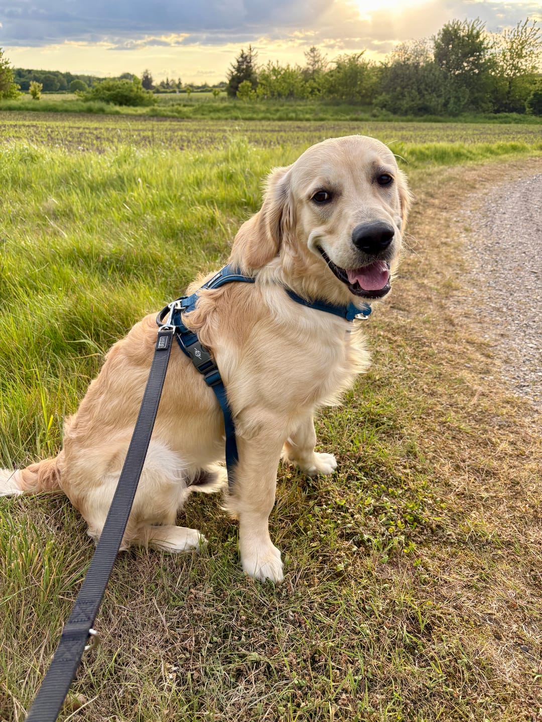 Customer photo review of Dog Copenhagen Comfort Walk Pro™ hundesele Ocean Blue
