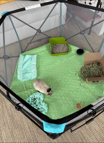 Customer photo review of Potty Buddy™ - The Durable Leak-Free Potty Pad