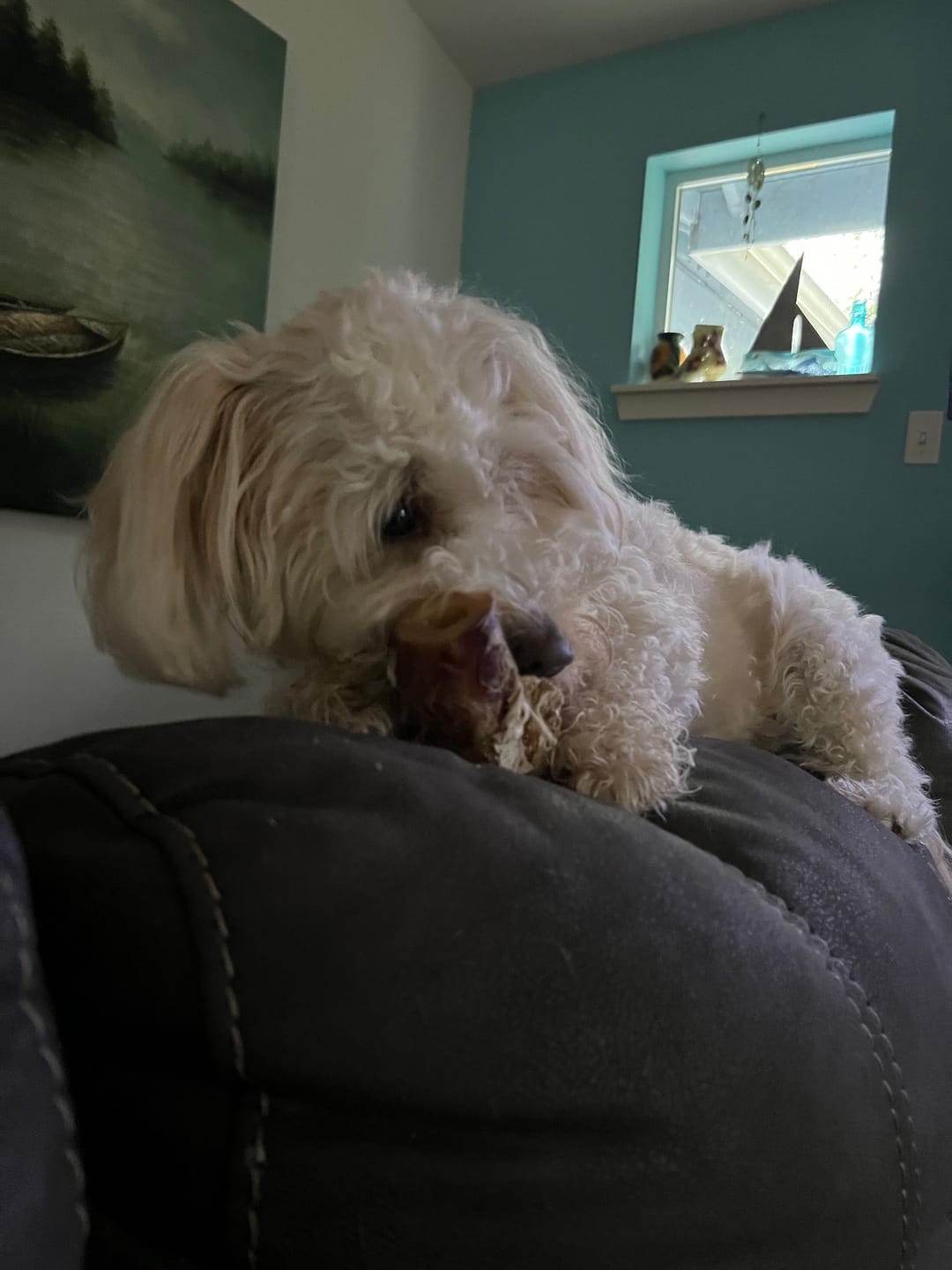 Customer photo review of Ostrich Knuckle (Medium – 4" x 3"): The Perfect Chew for Small to Medium Dogs & Sensitive Stomachs