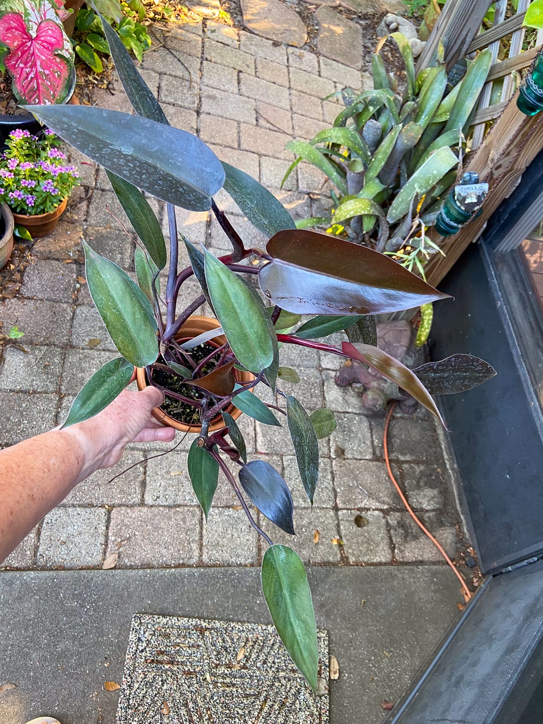 Customer photo review of Philodendron 'Bloody Mary'