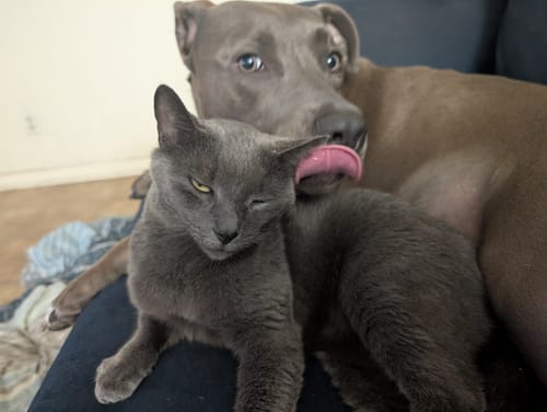 Customer photo review of Refreshing Chill Nicotine Pouches