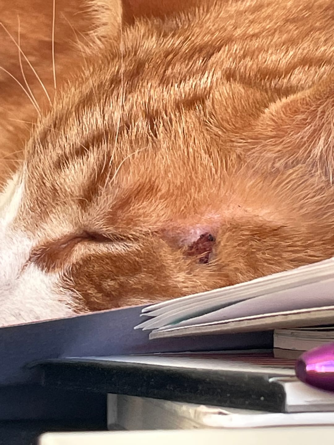 Customer photo review of Cat Duo Pack