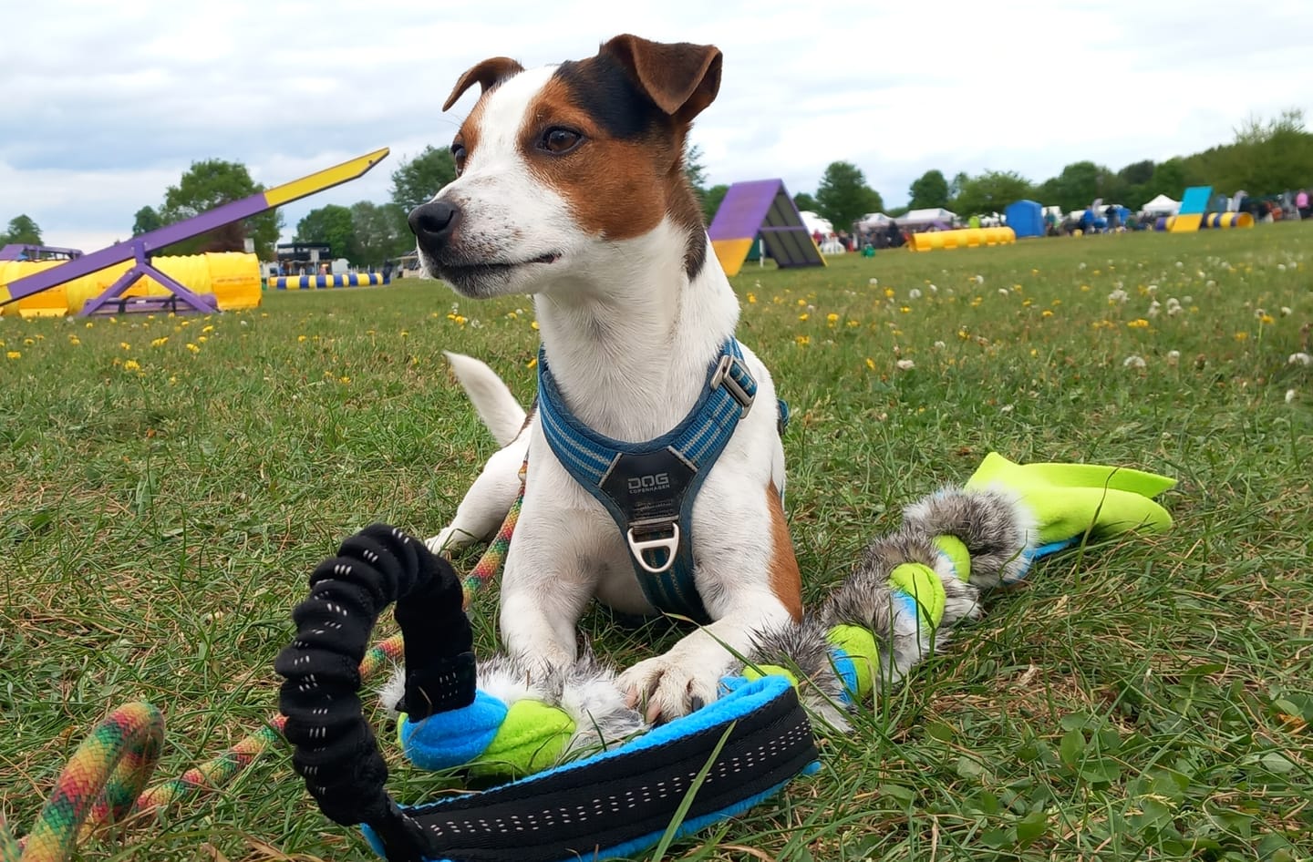 Customer photo review of Rabbit Plait Bungee