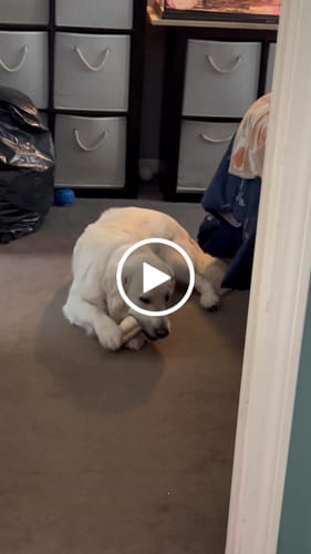 Customer video review of Beef Cheek Rolls Bundle