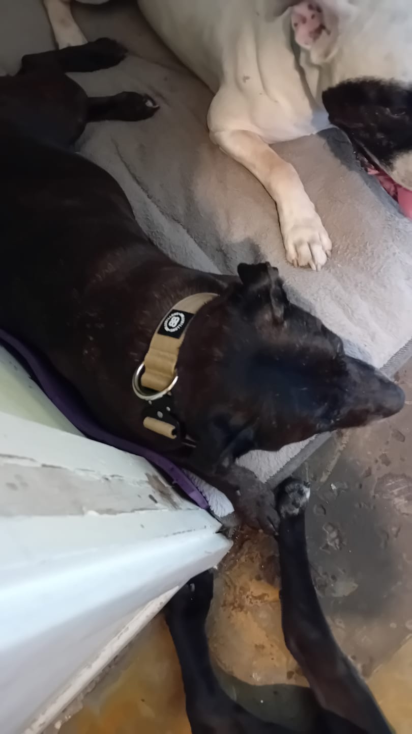 Customer photo review of 4cm Combat® Collar | Rated Clip - NO HANDLE - Tan