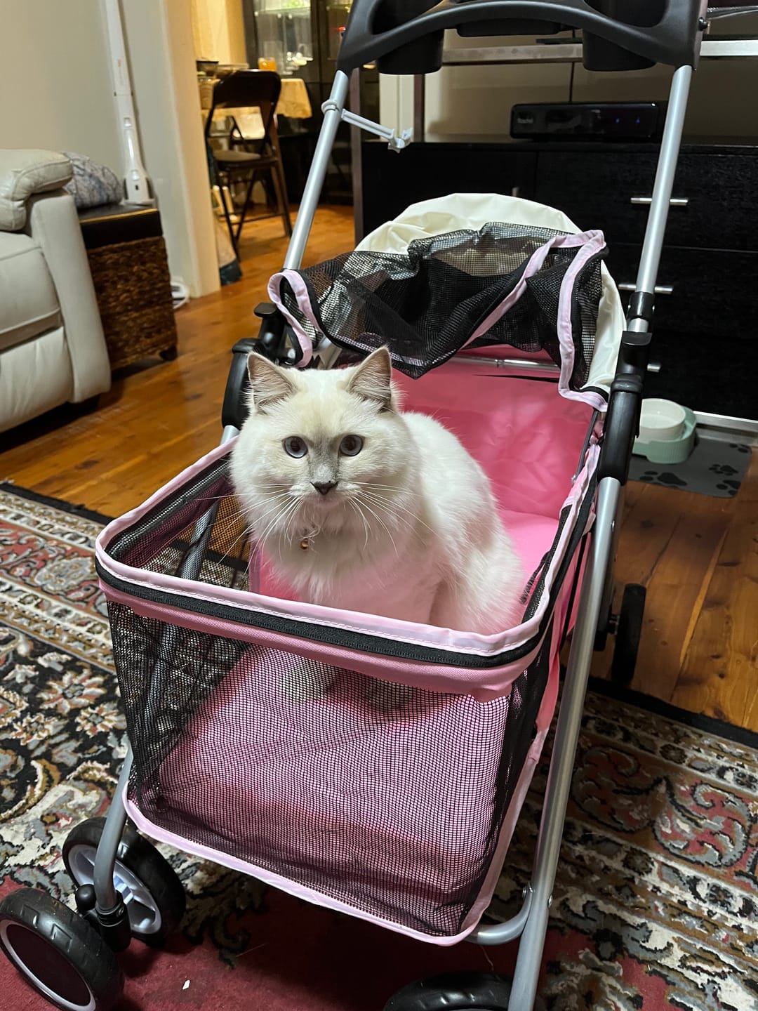 Customer photo review of Pawz Compact & Comfortable Pet Stroller
