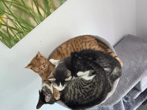 Customer photo review of Naturreines Katzenstreu