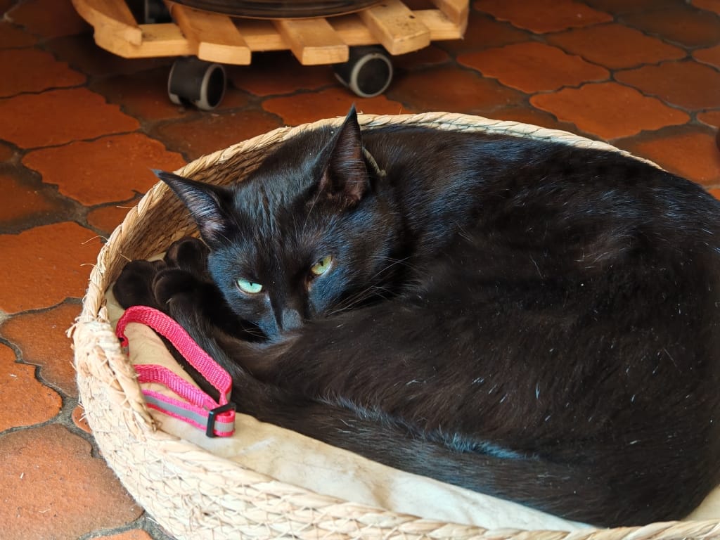 Customer photo review of Pâtées riches en bœuf & aux courgettes (chat stérilisé et chat adulte)