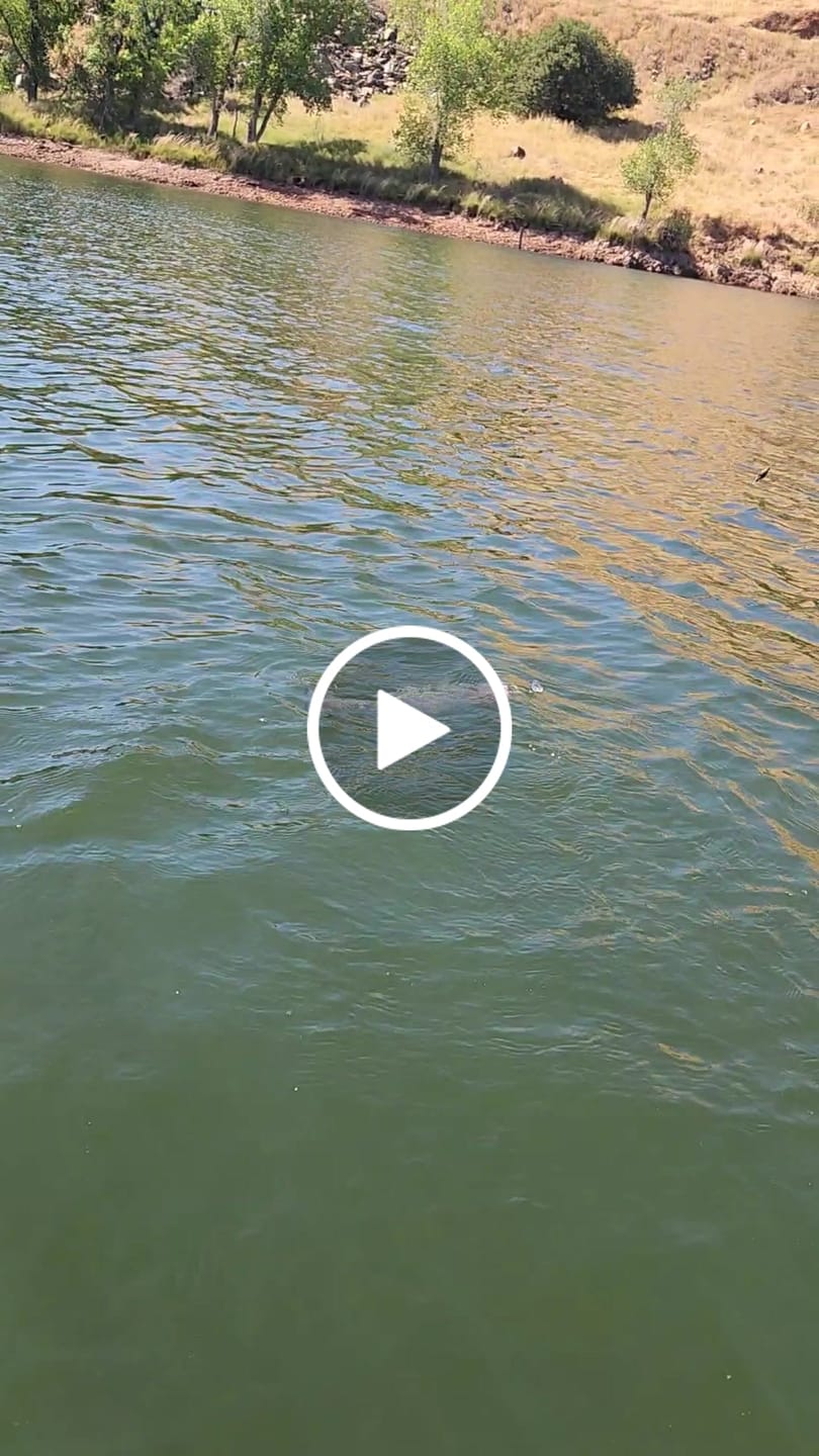 Customer video review of UV Kokanee and Trout Dodger