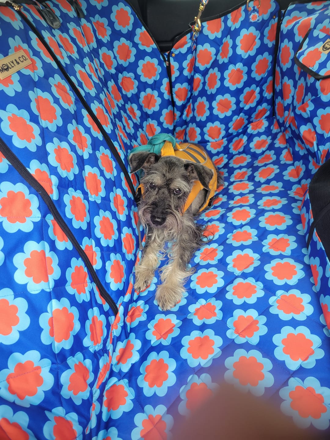 Customer photo review of Sorrento - Dog Car Seat Cover