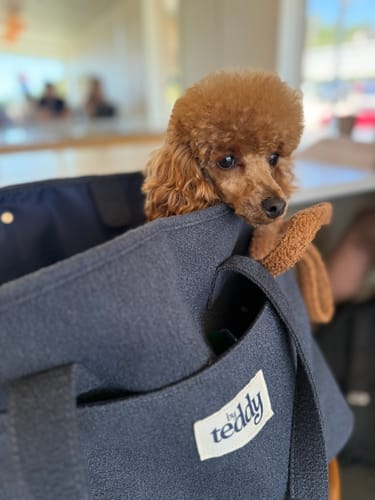 Customer photo review of Midnight┃The Bouclé Carrier