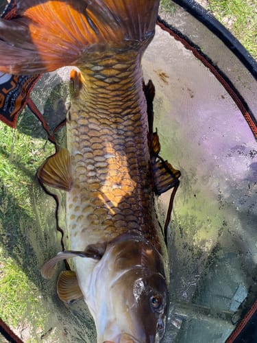 Customer photo review of PULSE PRO REEL LINE 300m - 4 Opties 💰