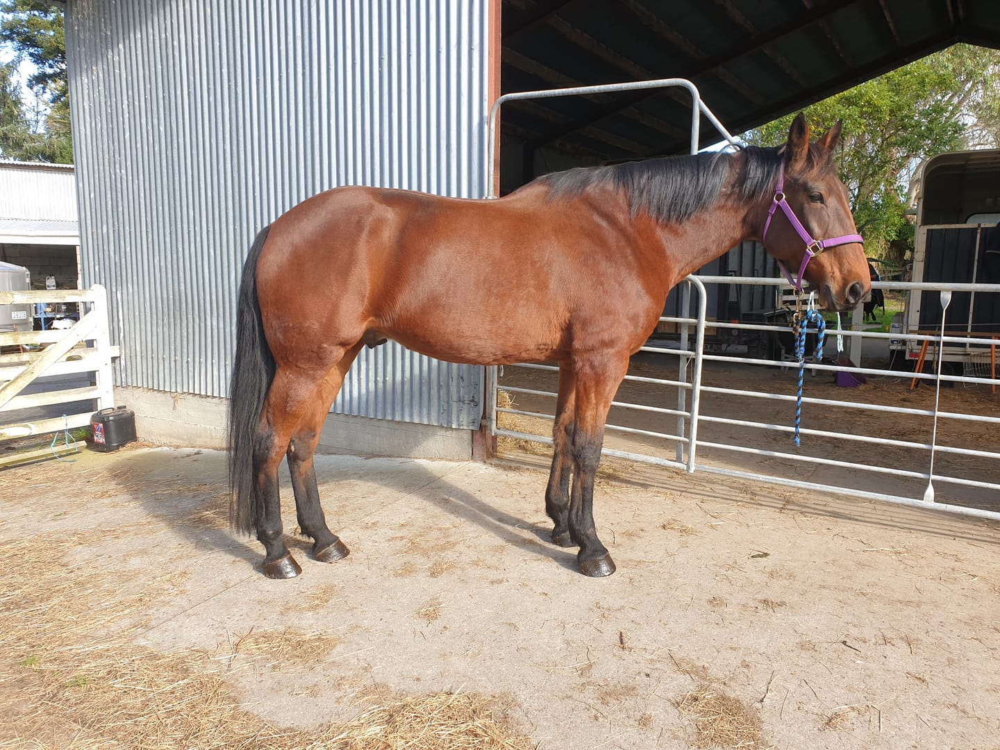 Customer photo review of Digestive EQ - Equine Gut Supplement