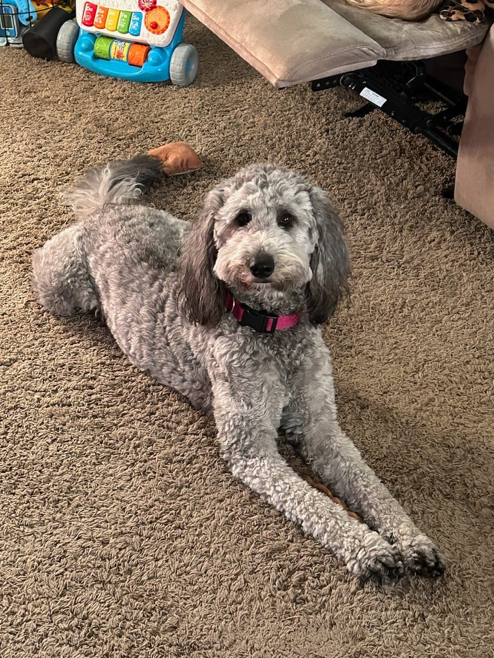 Customer photo review of 12 Inch Power Bully Sticks