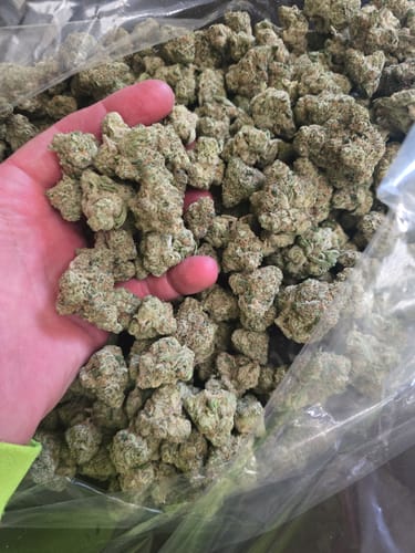 Customer photo review of Grape Zkittles - Bulk - Minis (Hybrid)