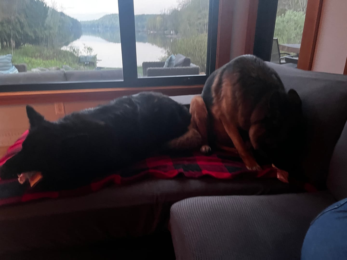 Customer photo review of K9 Choice - Os pour chien congelé - 3lb