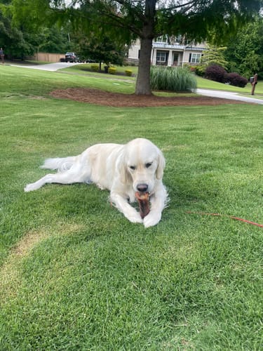 Customer photo review of Large Dog Black Friday Bundle (Your 12oz Jerky+2 Large Bones+12" Hick. Bully)