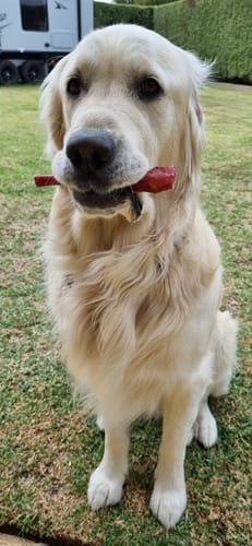 Customer photo review of Bully Sticks | Beef Pizzle