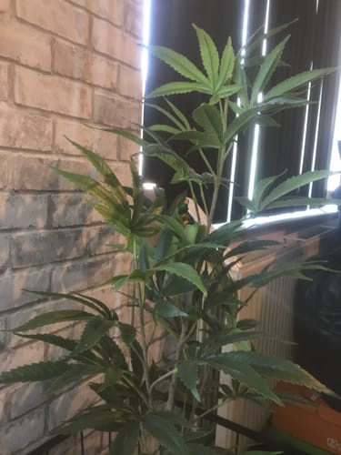 Customer photo review of Aralia Kunstplant 100cm