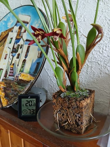 Customer photo review of Maxillaria tenuifolia Duftorchidee im Korkquader