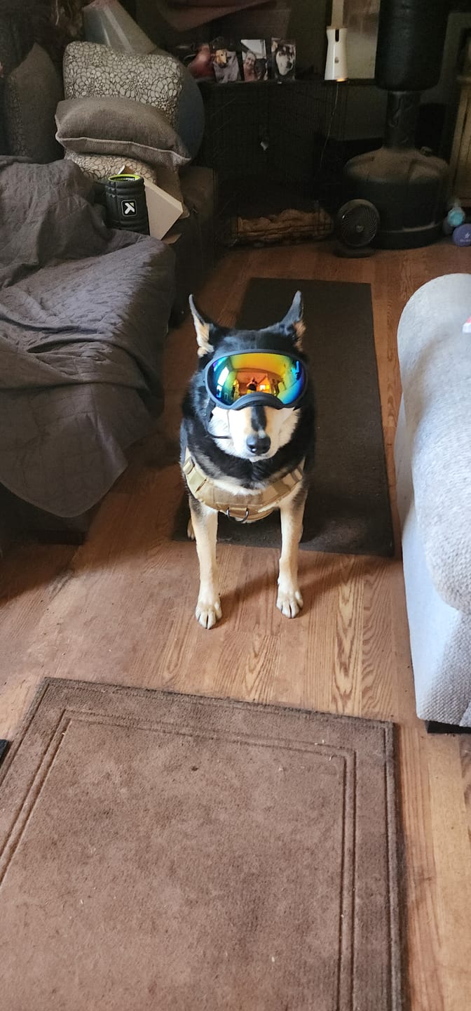 Customer photo review of Adjustable Dog Goggles (Doggles)