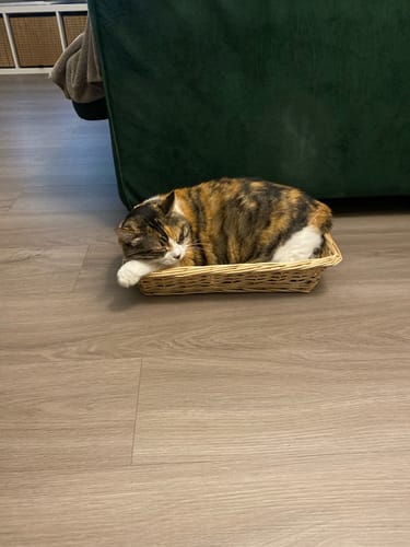 undefined review of Diffusore Calmante per Gatti image 1 out of 1