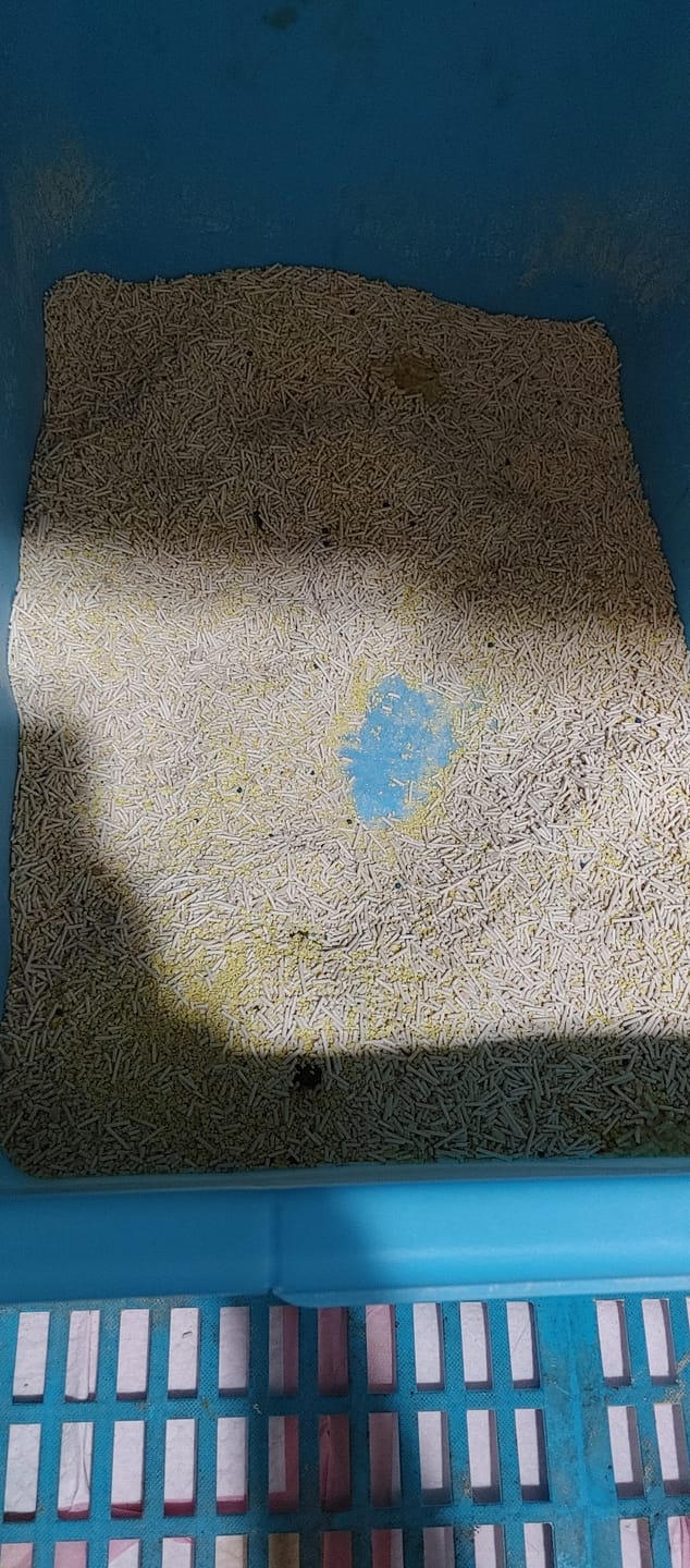Customer photo review of 【寄倉】五吉貓貓砂 2.5kg 單包兌換卷