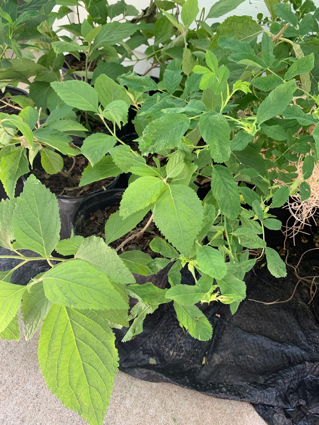 Customer photo review of American Beautyberry