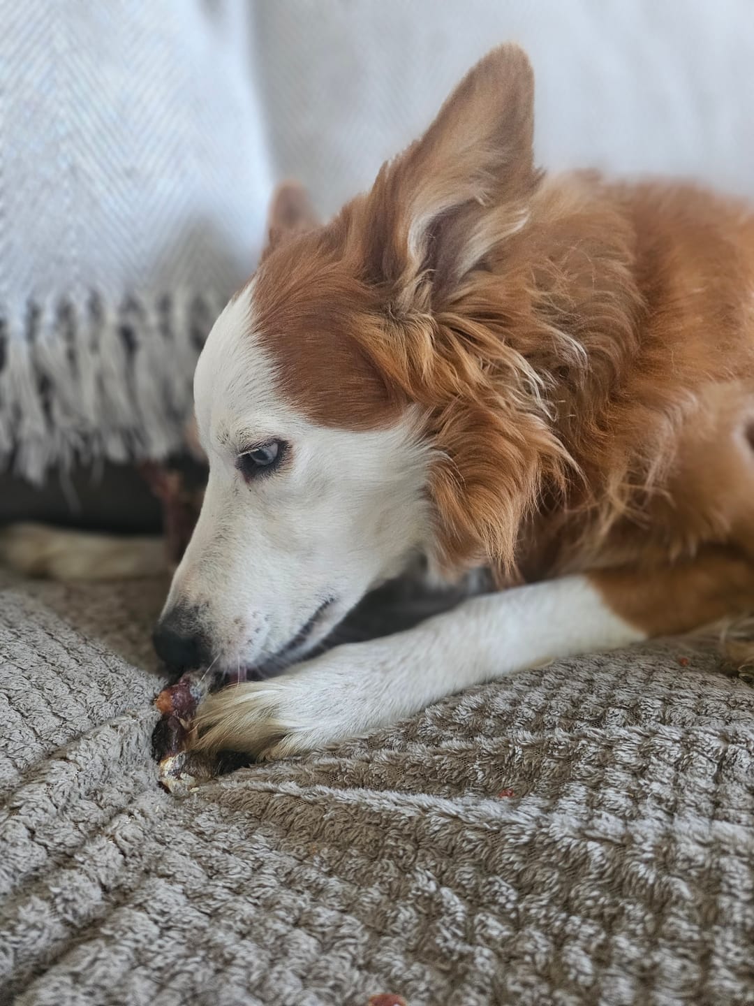 Customer photo review of JR Pet Products Treat & Chew Bundle | Natural, Monthly Variety Box for Happy Dogs