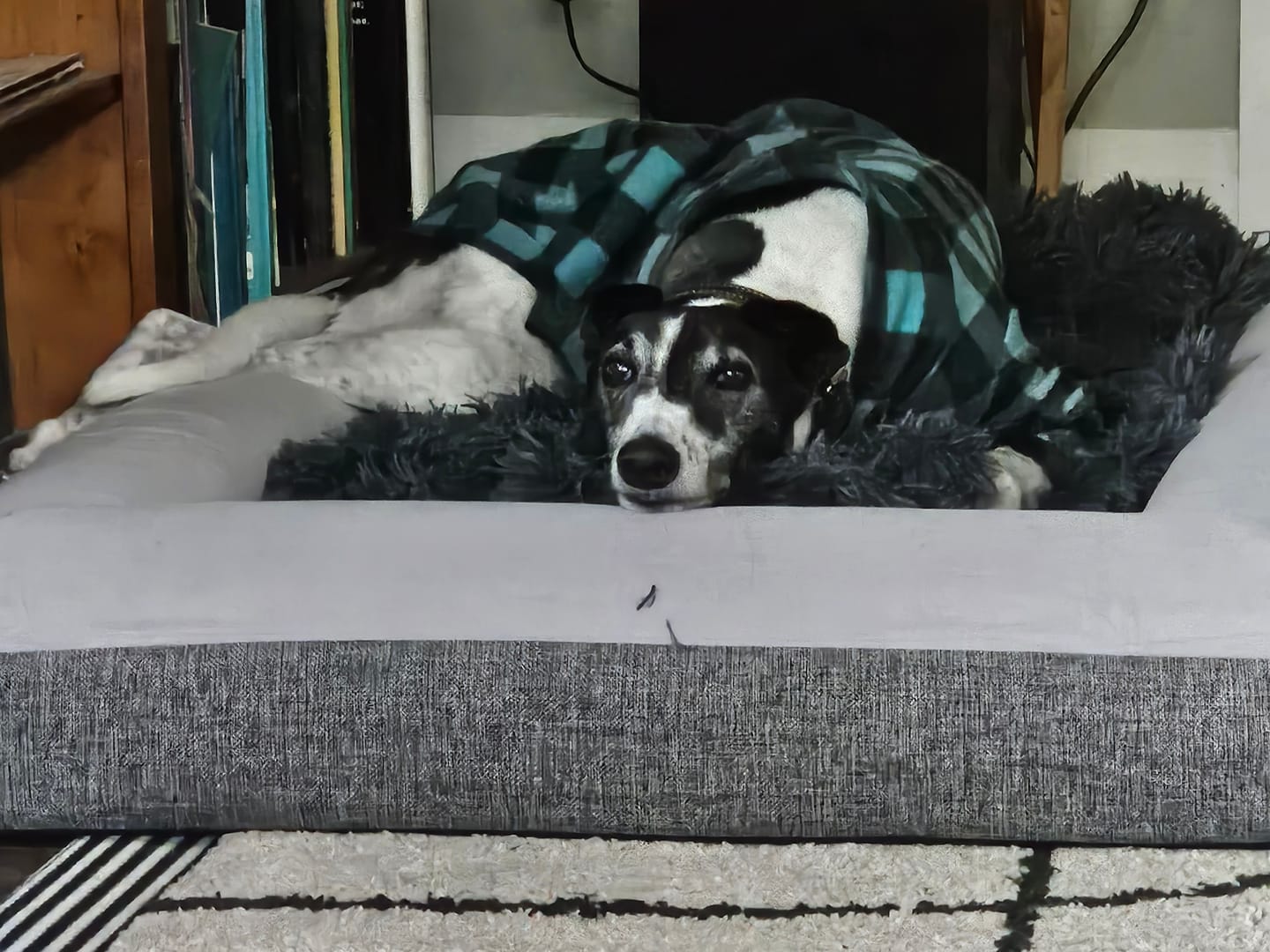 Customer photo review of Orthopaedic Memory Foam Bed