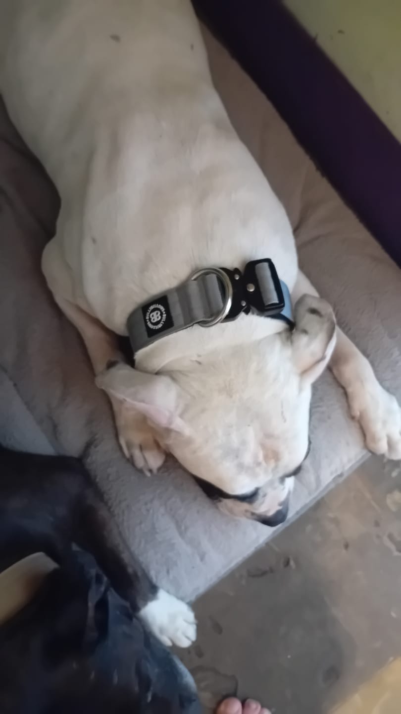 Customer photo review of 4cm Combat® Collar | Rated Clip - NO HANDLE - Metal Grey